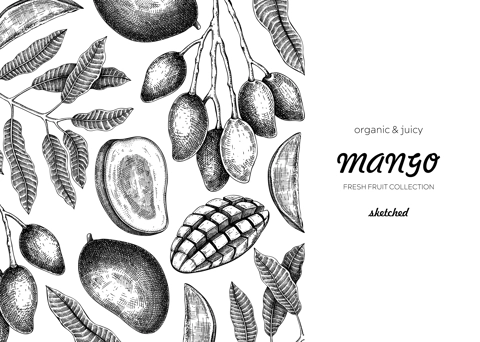 Vintage tropical background. Ripe mango sketch. Hand-drawn vector illustration. Tropical fruit banner design, juice packaging, print. NOT AI generated